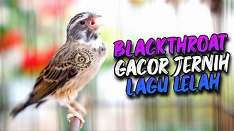 Blackthroat Gacor Untuk Masteran Kenari